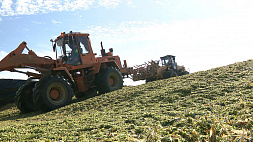 Источник энергии для животноводства - уборка кукурузы продолжается в Минской области