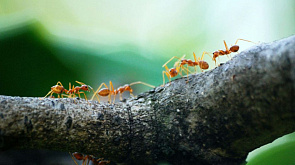 Агроном назвал 4 способа, как избавиться от муравьев на садовом участке