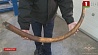 Преступники пытались вывезти из России в Беларусь 60 мешков с бивнями мамонта