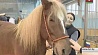 Международная выставка лошадей собрала любителей конного спорта