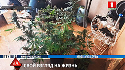 Россиянина задержал наркоконтроль Беларуси за изготовление и хранение марихуаны
