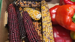 В Минске продают черную и красную кукурузу - цена в пять раз дороже обычной