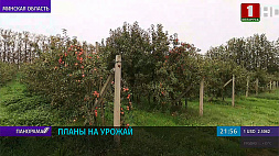 Белорусские аграрии планируют собрать в этом сезоне 200 тыс. т фруктов и ягод 