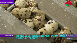 На Солигорской птицефабрике начала действовать линия по производству вареных перепелиных яиц 