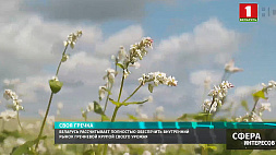 Беларусь рассчитывает полностью обеспечить внутренний рынок гречневой крупой своего урожая