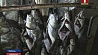 Рыбные хозяйства Минской области развивают производство ценных видов рыбы