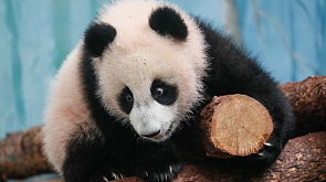 Панда Катюша из Московского зоопарка уедет в Китай в поисках жениха