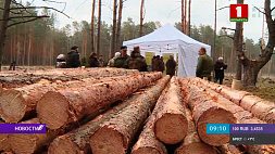 В Брестской области к "Неделе леса" присоединились более 6 тысяч человек