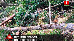 Следователи разбираются в обстоятельствах ЧП в лесу в Березинском районе, где мужчину придавило деревом 