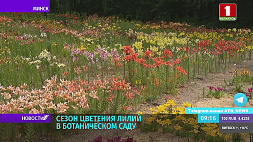Начался сезон цветения лилейников в Ботаническом саду