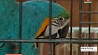 Большая выставка попугаев и певчих птиц открылась в Минске
