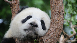 Маленькому  чуду уже 2 года - детеныш панды отпраздновал день рождения в зоопарке Вашингтона