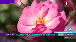 Более 300 сортов - розовое море в Центральном ботаническом саду 