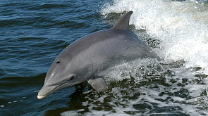  Минобороны Британии "разоблачили" русских боевых дельфинов