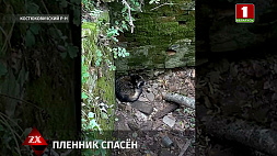 Бойцы МЧС в Костюковичском районе спасли из ловушки енота 