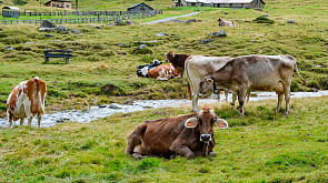 Из-за сложных погодных условий в Монголии погибло более 6 млн голов скота