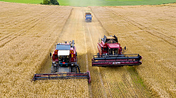 В Беларуси намолотили более 5,8 млн тонн зерна с учетом рапса