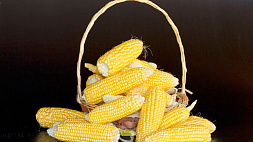 Все что вы хотели знать о кукурузе, но боялись спросить, расскажем в проекте "Вопрос номер один"
