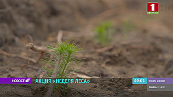 "Неделя леса" стартует в Беларуси 