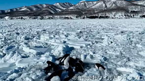 Застрявшие во льдах в Японии косатки смогли уйти в море - мнение эксперта