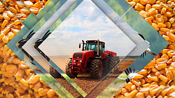 Аграрии Беларуси приступили к севу кукурузы на зерно и зеленую массу