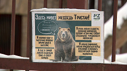 Медведь Тристан из Минского зоопарка ушел в спячку