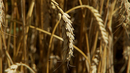 Уборку зерновых и зернобобовых завершили в Минской области