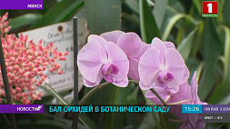 В Ботаническом саду открылась выставка орхидей "Тропическая палитра"