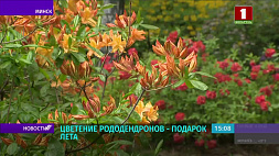 В Ботаническом саду расцвели  десятки видов разноцветных рододендронов 