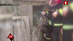 Мокрый, но счастливый: спасатели из Барановичей вытащили из колодца кота