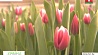 Три с половиной миллиона тюльпанов вырастили фермеры из агрогородка Тышковичи 