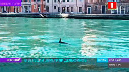 В городские каналы Венеции заплыли дельфины