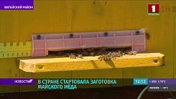 Майский мед из-за прохладной весны в Беларуси появился немного позже обычного 