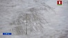 Синоптики рассказали о погоде в Беларуси на Новый год