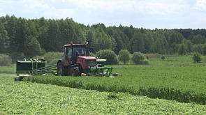 Белорусские аграрии приступили к первому укосу трав 