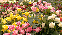 В столице по продаже цветов работают 200 колоритных площадок 