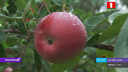 Яблочный сезон начался в Беларуси