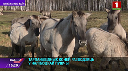 Тарпановидных лошадей разводят в Налибокской пуще, цель - развитие экотуризма