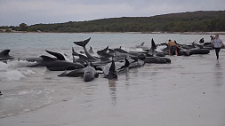 Десятки китов выбросились на берег австралийского пляжа 