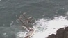 У берегов Ирландии потерпело крушение парусное судно
