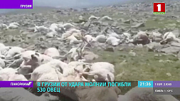 В Грузии от удара молнии погибло целое овечье стадо в 530 голов 