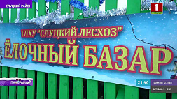 Елочные базары открылись в Беларуси - в тренде необычные кедры, пихты и голубые ели
