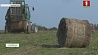 У аграриев Беларуси горячая пора: убирают кукурузу, лен, сорго