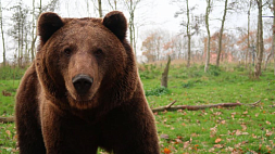 Медвежий беспредел - в Сенненском районе хищник разоряет пасеки