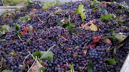 Во Франции виноделы несут убытки из-за падения продаж