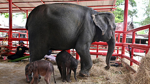 В Таиланде произошел редчайший случай рождения слонят-близнецов