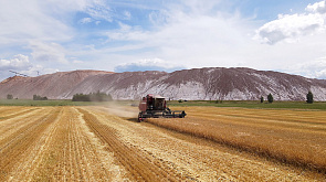 В Беларуси намолочено почти 1,6 млн тонн зерна с учетом рапса
