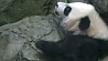 Детеныша гигантской панды показали посетителям зоопарка в Вашингтоне