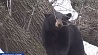 Медведь уснул на дереве в жилом квартале Нью-Джерси