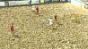 Сборная Беларуси по пляжному футболу выиграла у Польши
